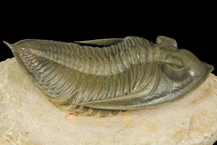 Fantastic Zlichovaspis Trilobite - Ofaten, Morocco #174197